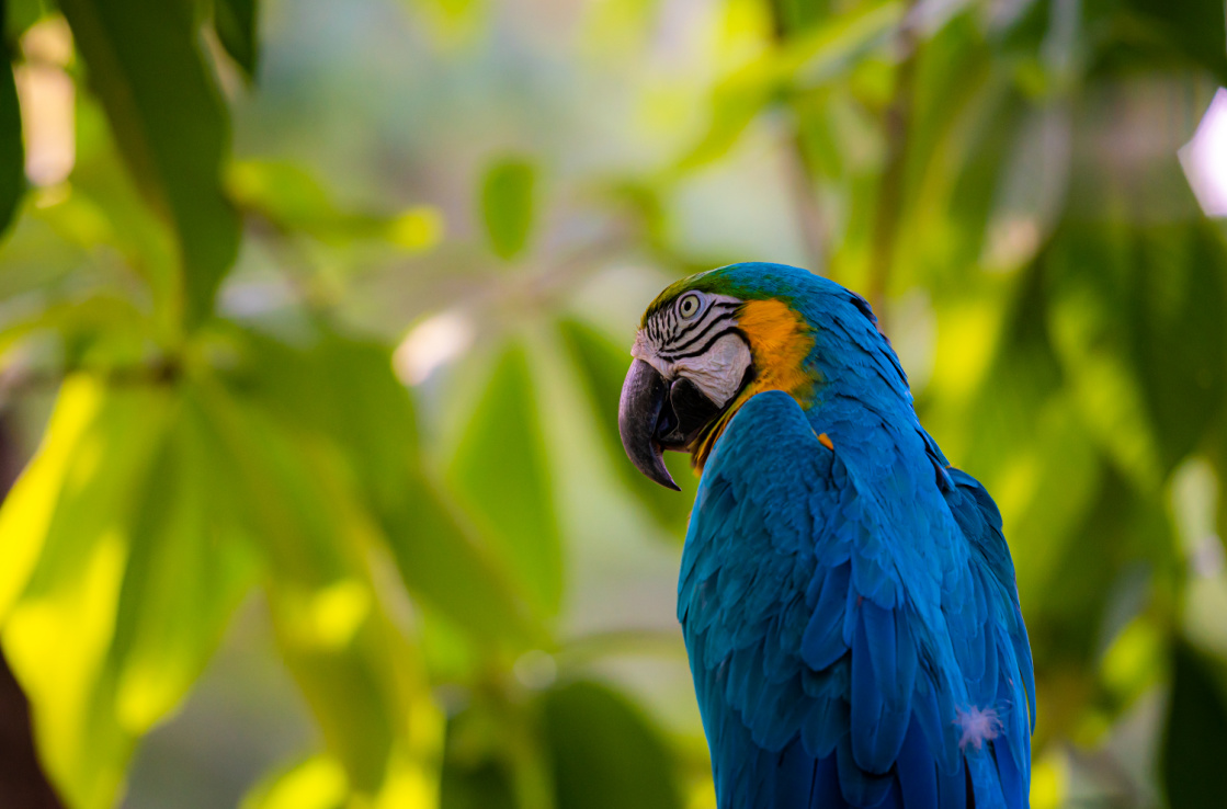 Macaw